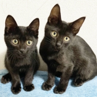 Black magic: Beruang (left) and Beer are two kittens that love to play. | HARUNA AKIYAMA

