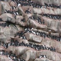 High-rise living: Common Guillemots crowd the cliffs of Bering Island off Kamchatka in Russia\'s Far East, where they raise their chicks on the exposed ledges. | © IMAGES OF JAPAN