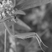 Hunters, such as the praying mantis, are cautious. Preying involves risks, and predators spend considerable portions of their lives waiting for the right moment. | PHOTOS COURTESY OF RAIN FOREST FOUNDATION OF JAPAN