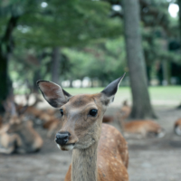 Explore Nara, the place where Japan was born